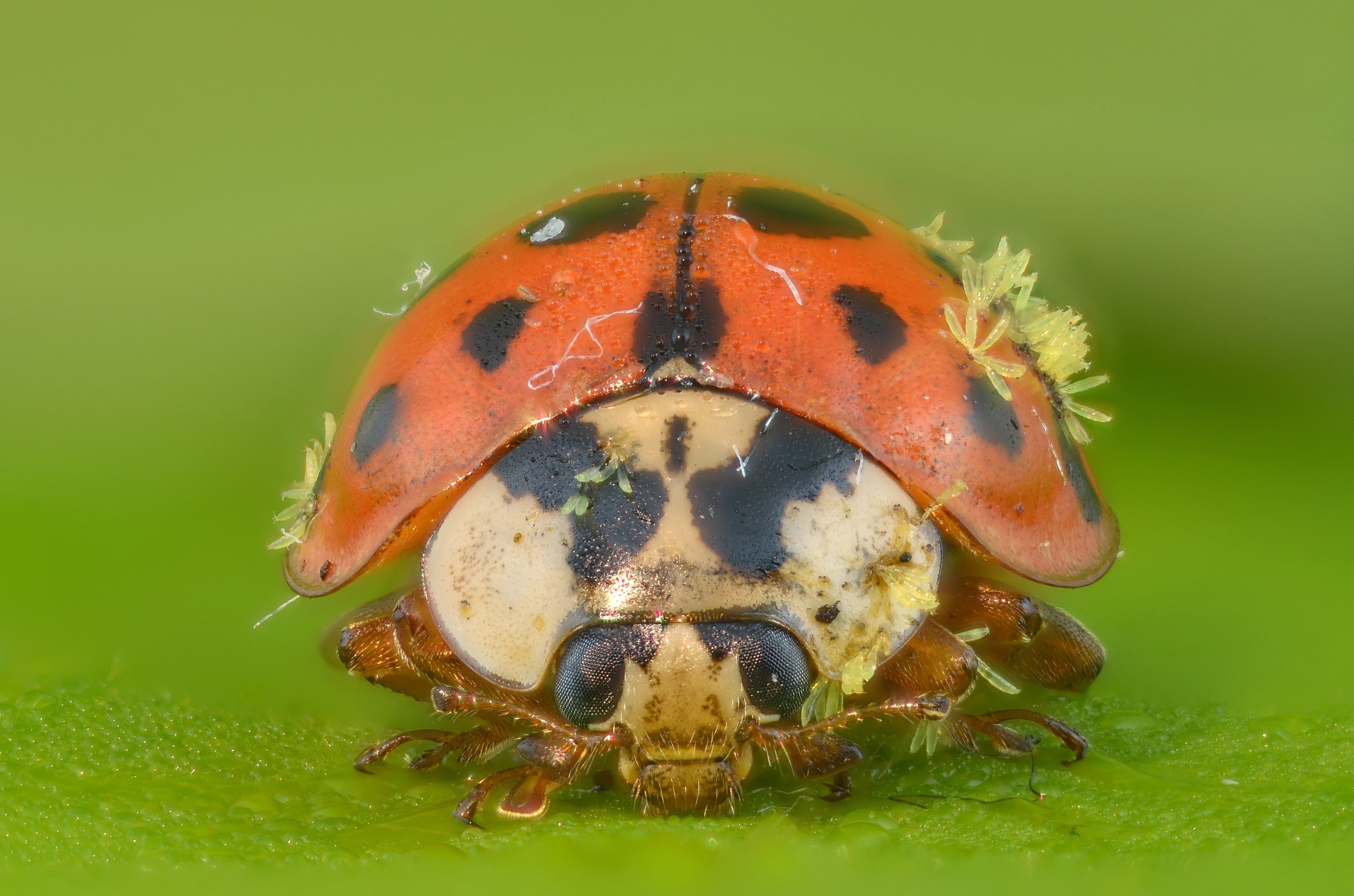 The Ladybird Project – Beetlehangers